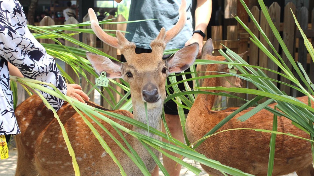 【屏東墾丁】鹿境梅花鹿園區